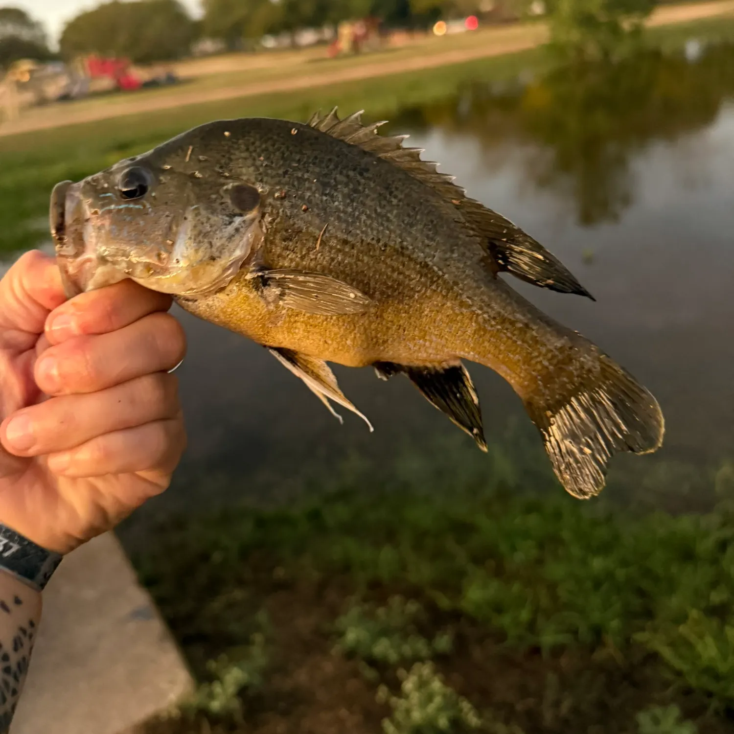 Green sunfish caught on Fishbrain
