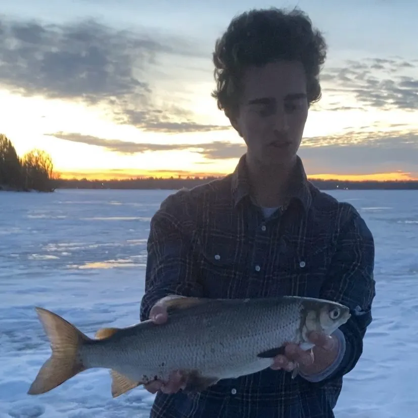 The most recent Northern cisco catches on Fishbrain