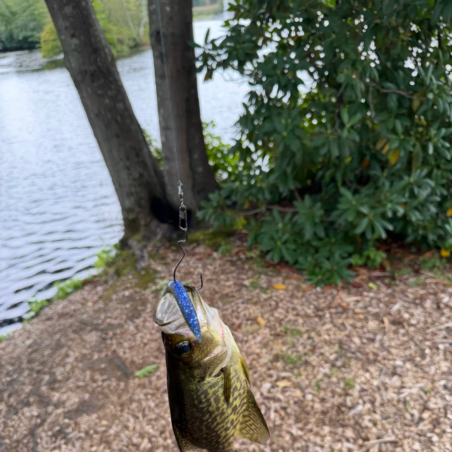 Smallmouth bass caught on Fishbrain