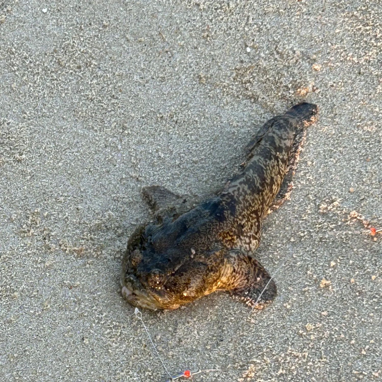 The most recent Oyster toadfish catches on Fishbrain