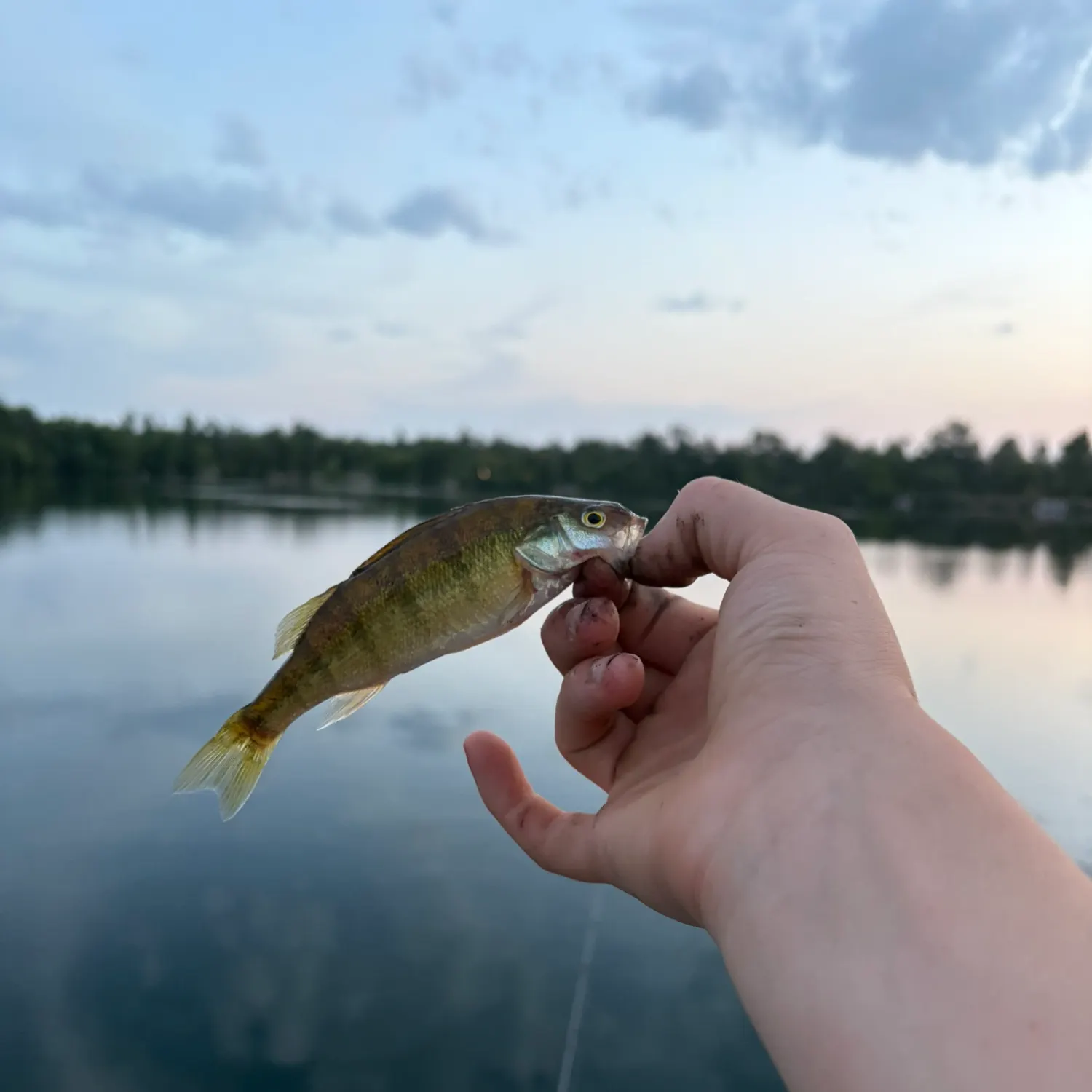 Yellow perch caught on Fishbrain