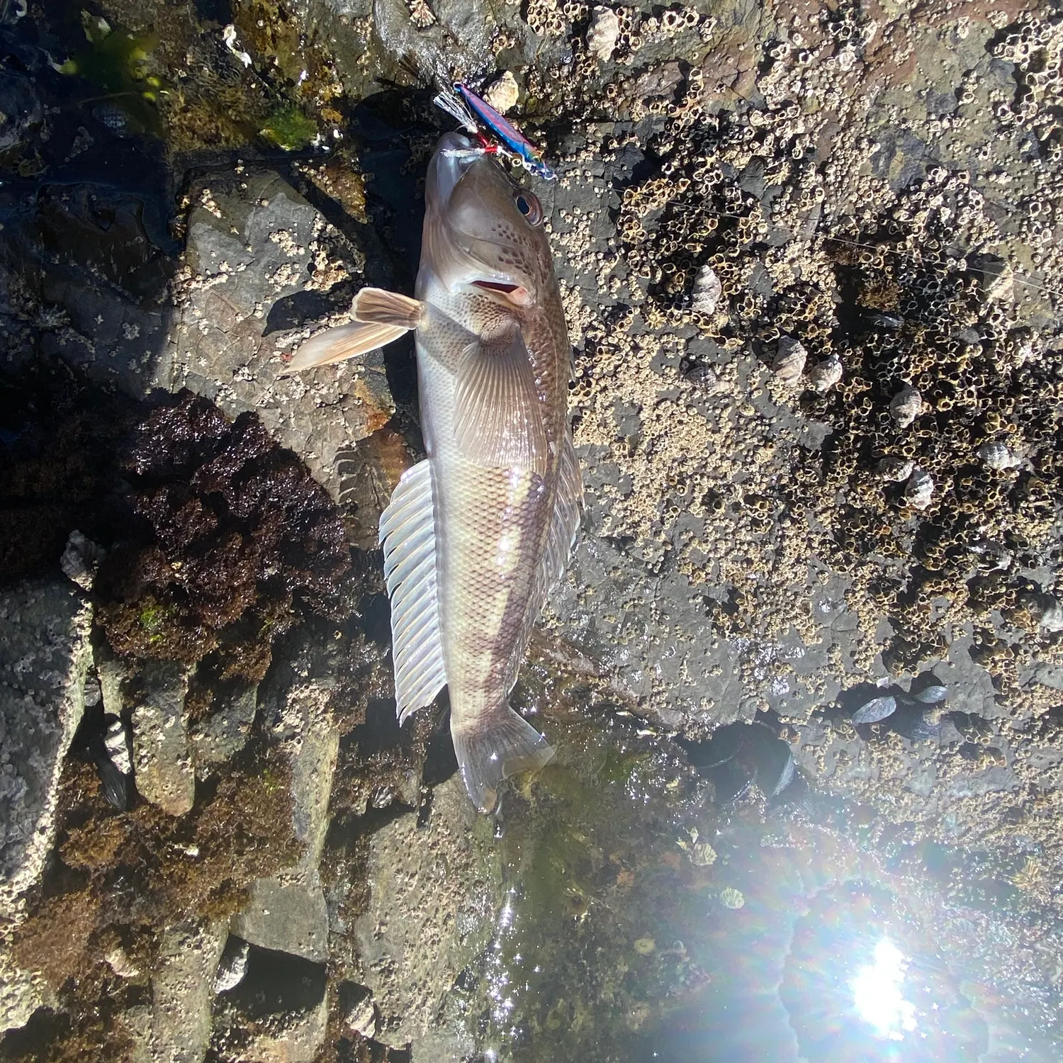 The most recent Blue cod catches on Fishbrain