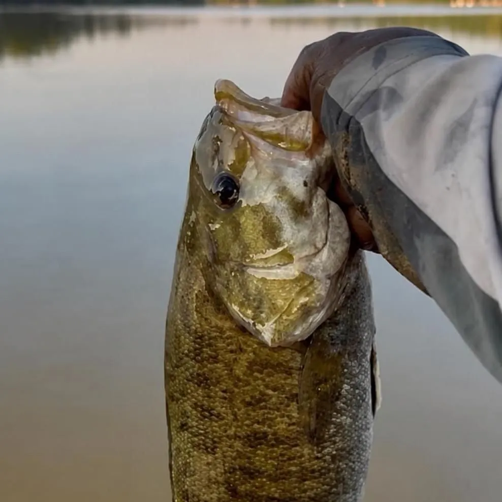 Smallmouth bass caught on Fishbrain