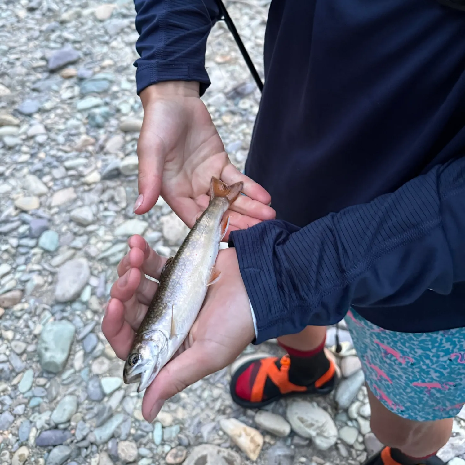Brook trout caught on Fishbrain