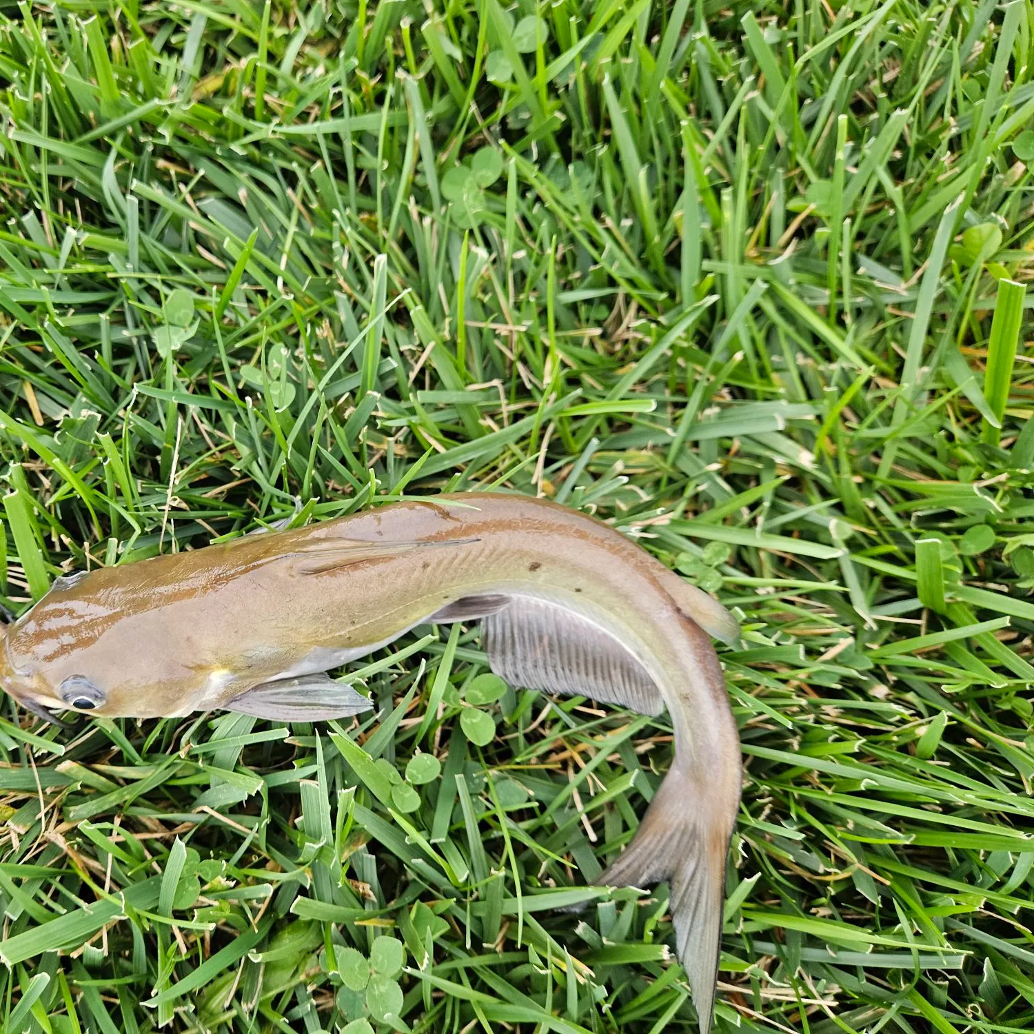 Channel catfish caught on Fishbrain