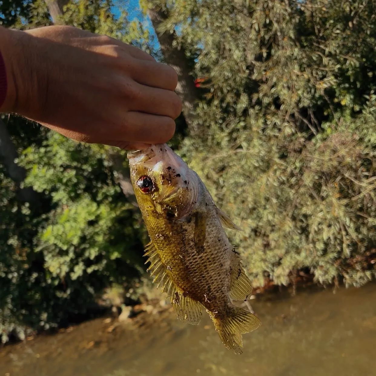 Rock bass caught on Fishbrain