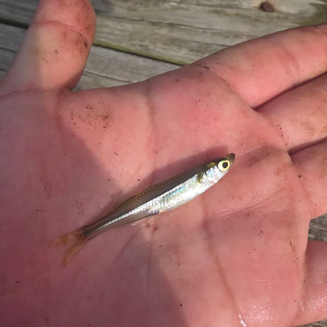 The most recent Inland silverside catches on Fishbrain