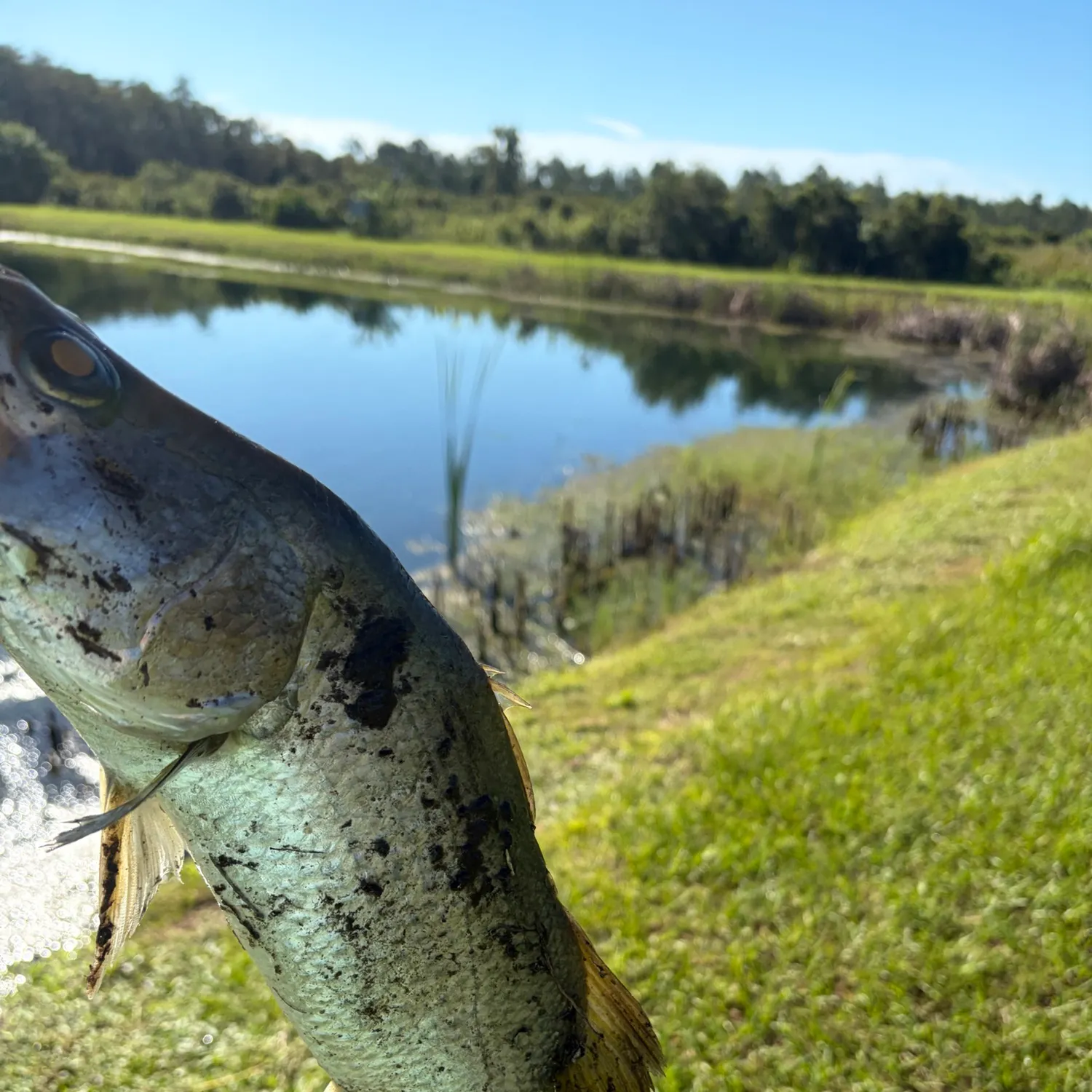 Barramundi caught on Fishbrain