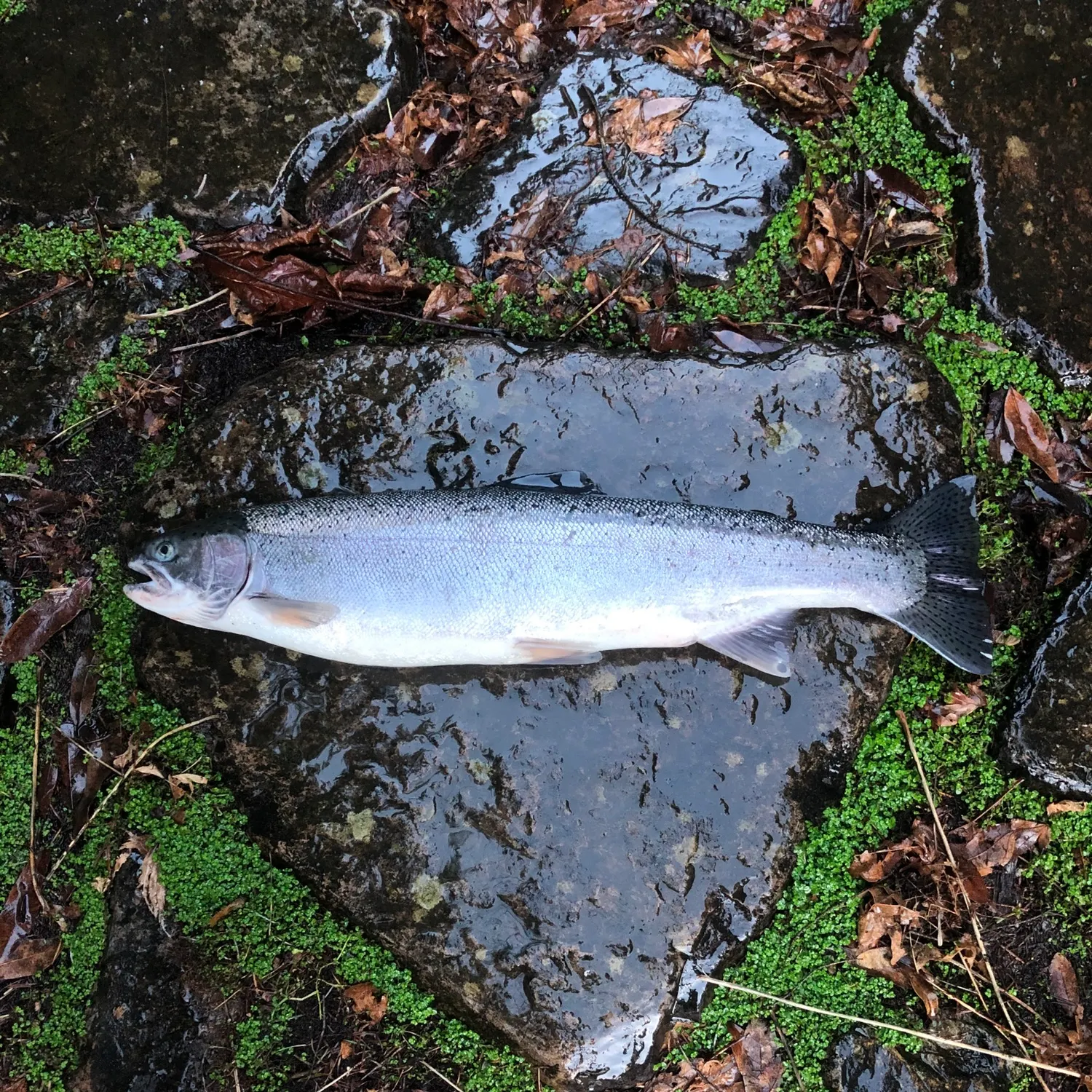 The most recent Steelhead catches on Fishbrain
