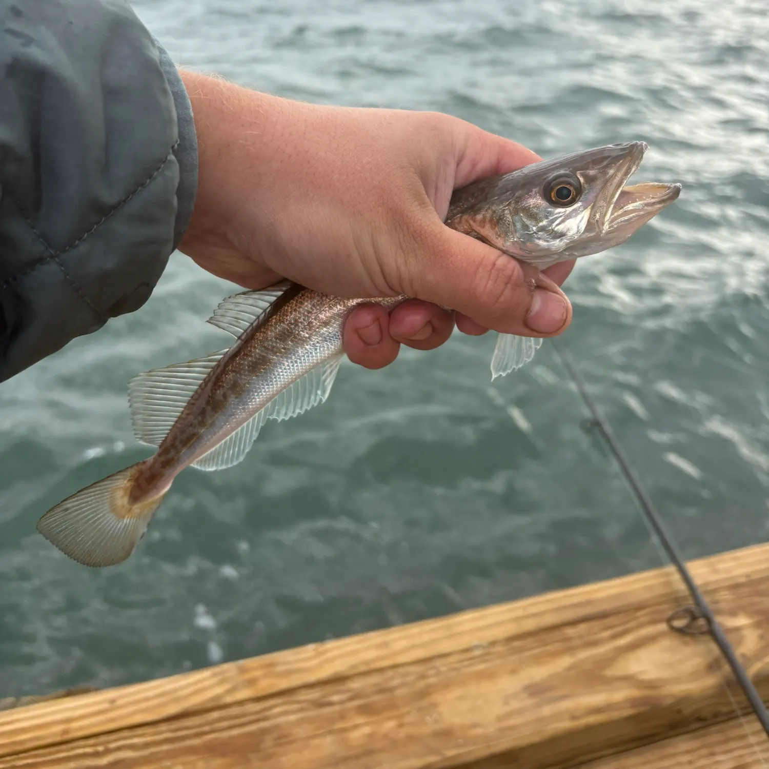 Silver hake caught on Fishbrain