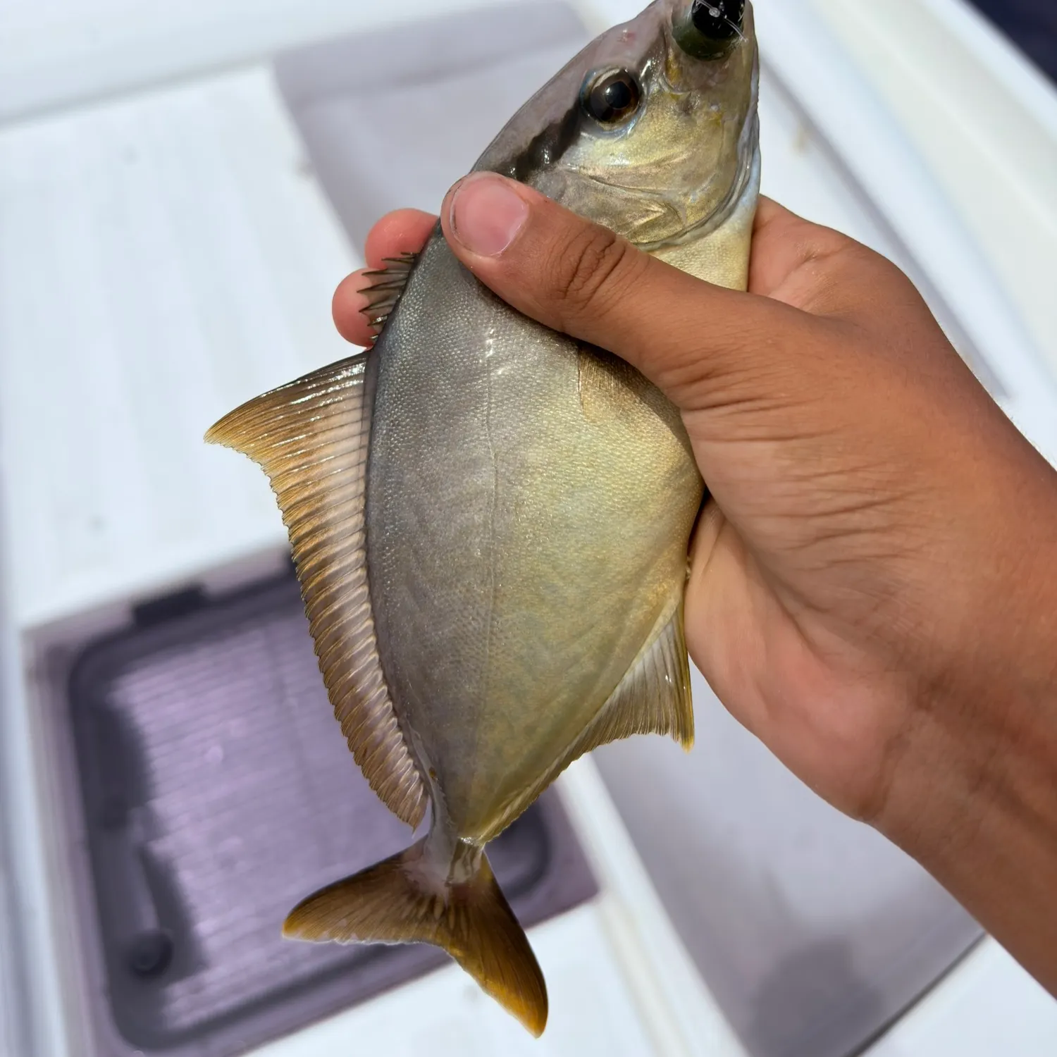 The most recent Almaco jack catches on Fishbrain
