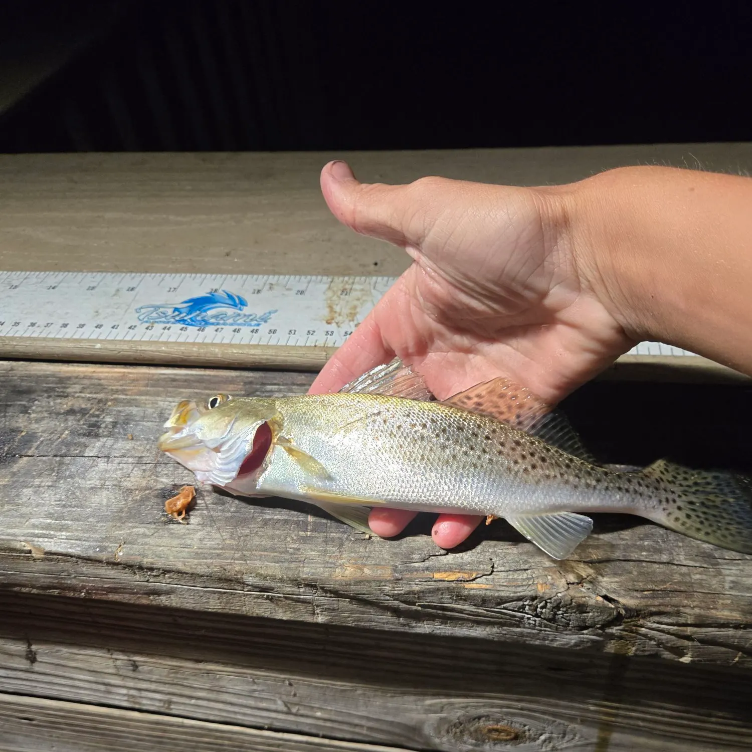 Spotted seatrout caught on Fishbrain