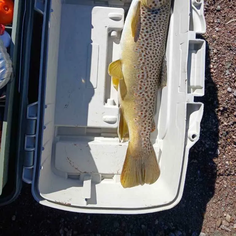 Brook trout caught on Fishbrain