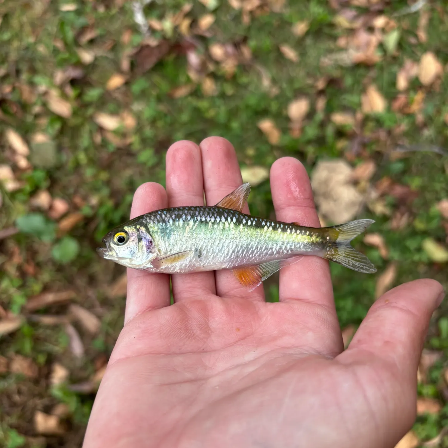 The most recent Antioquia tetra catches on Fishbrain