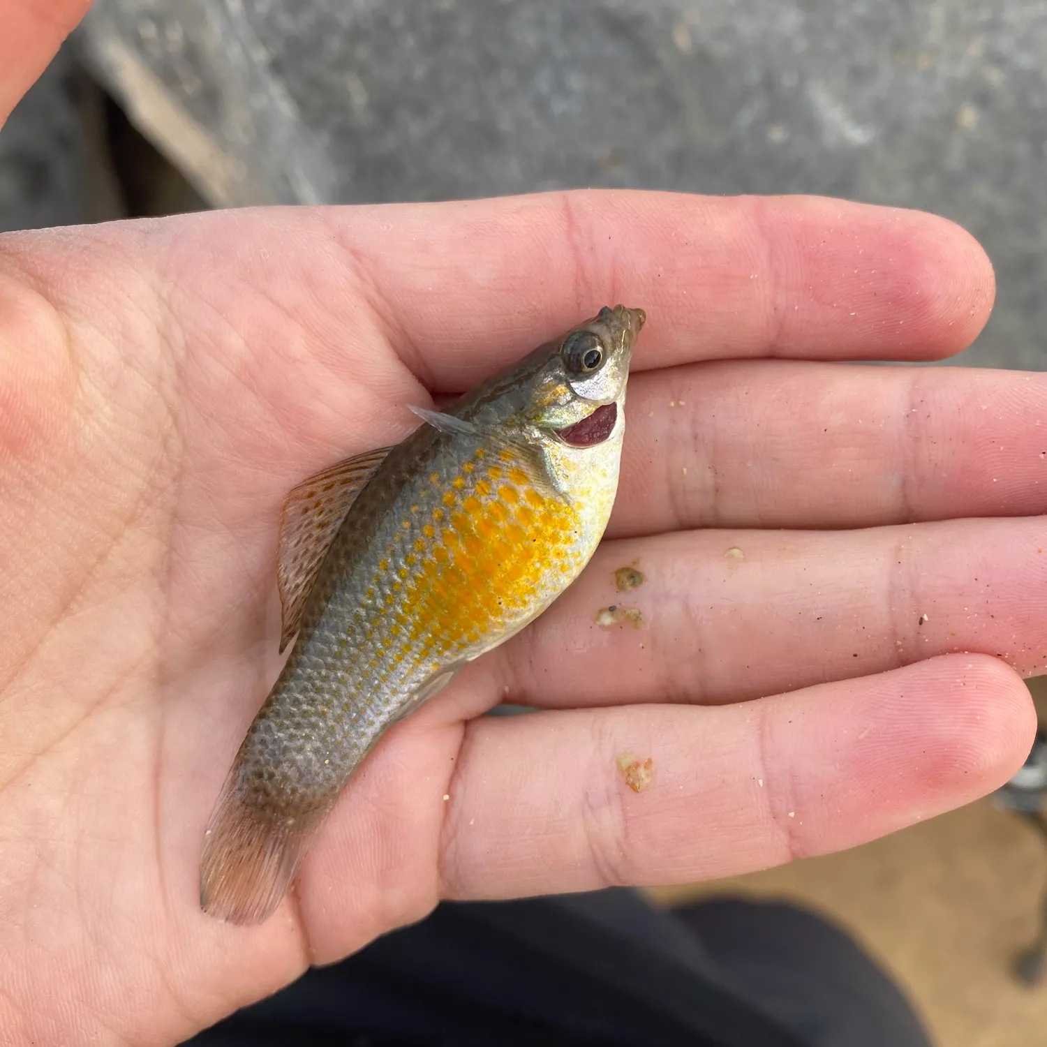 The most recent Mexican molly catches on Fishbrain