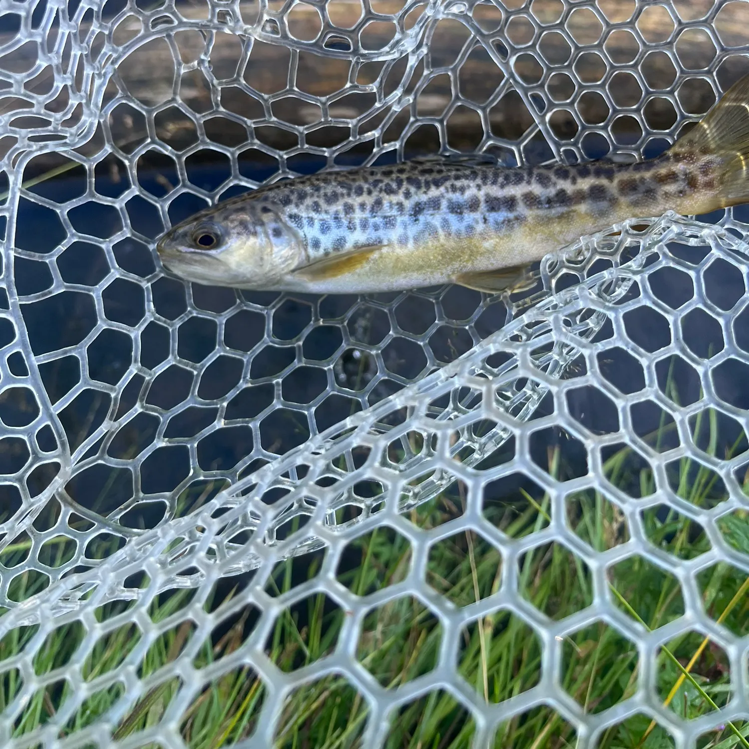Tiger trout caught on Fishbrain