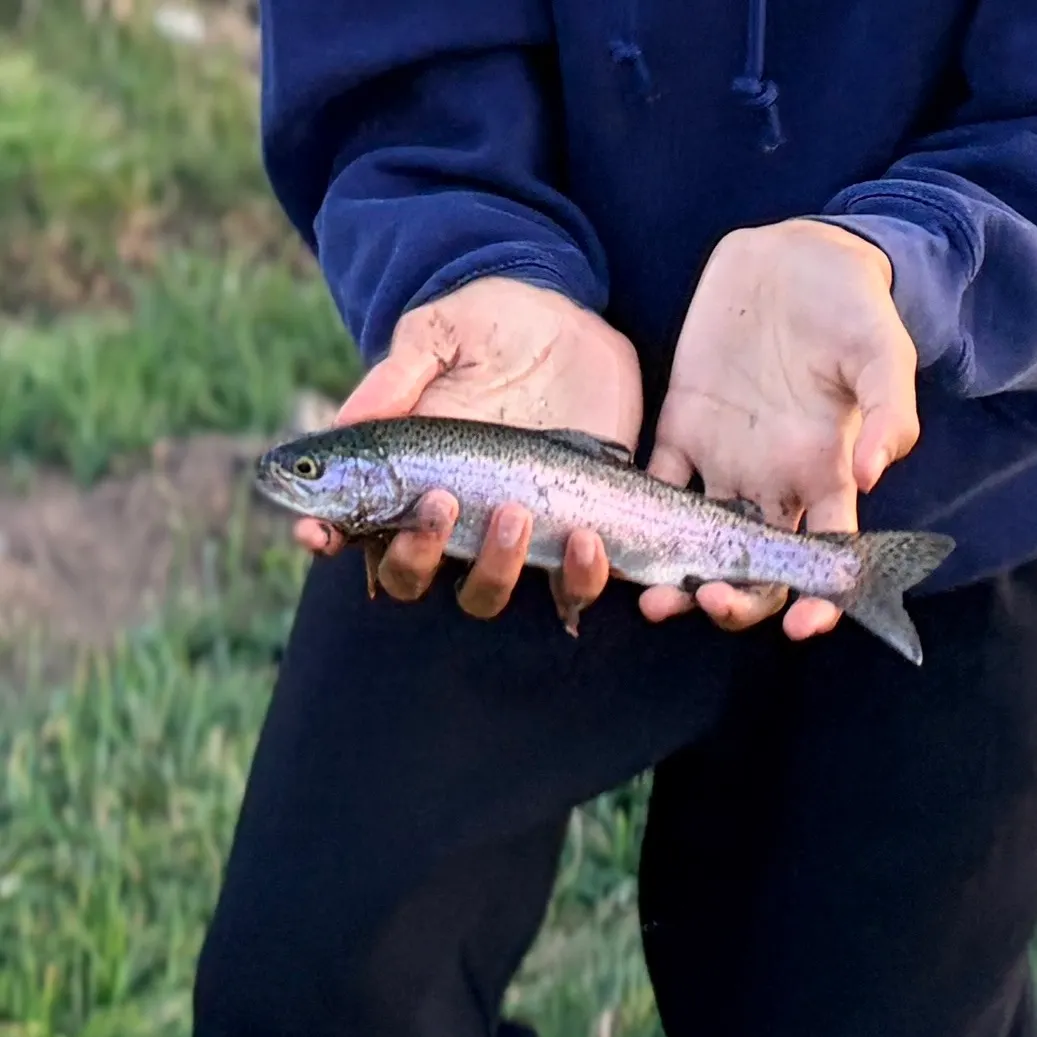Rainbow trout caught on Fishbrain
