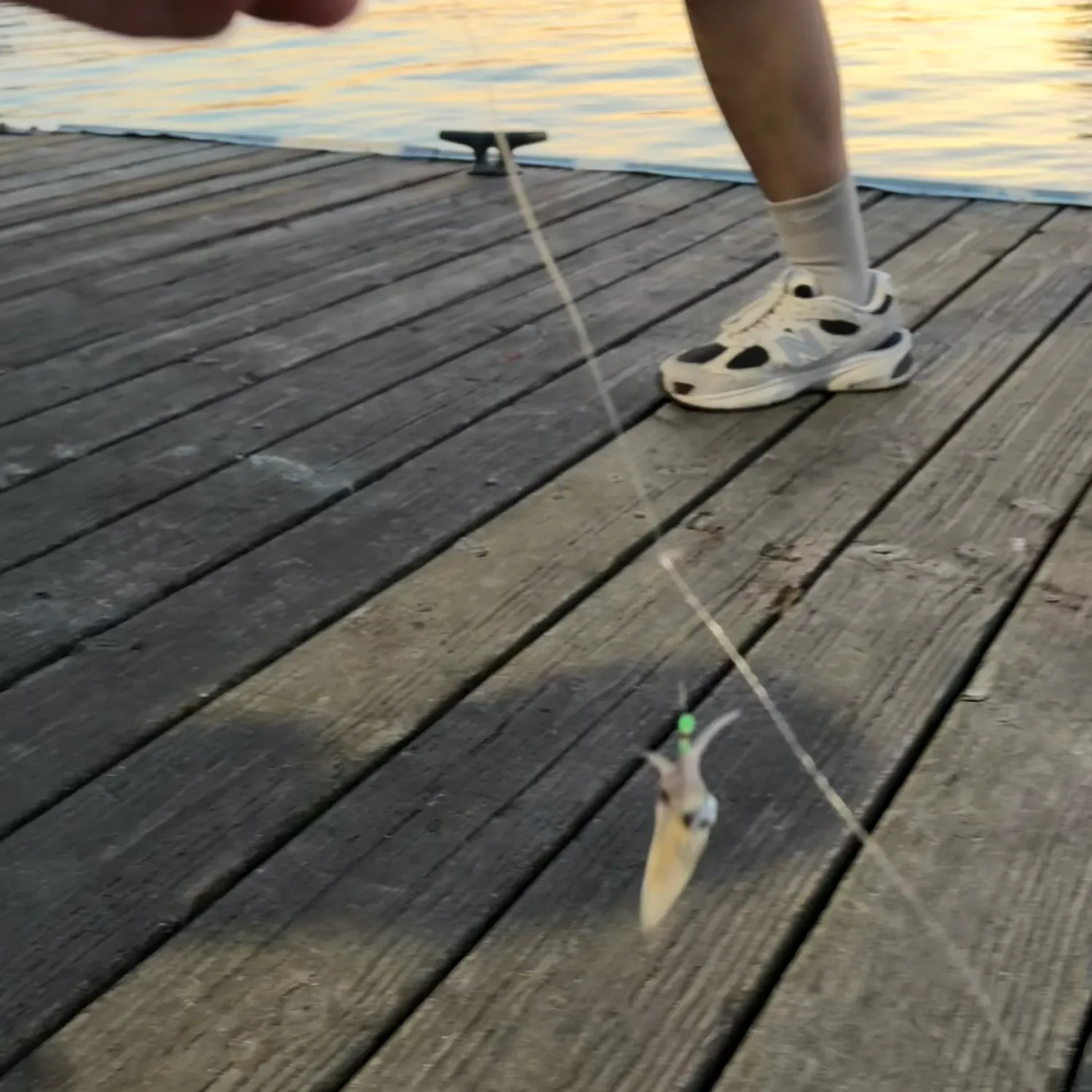 The most recent Market squid catches on Fishbrain