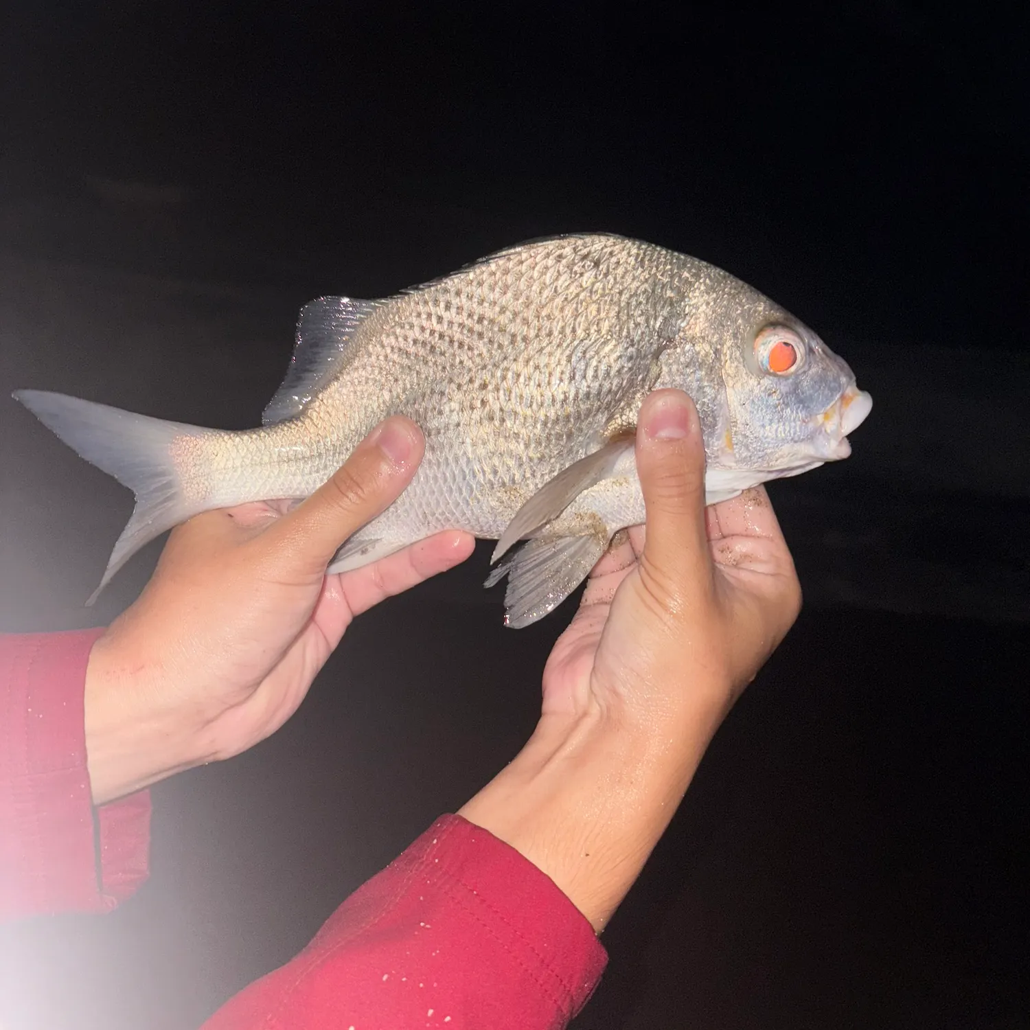 The most recent Black margate catches on Fishbrain