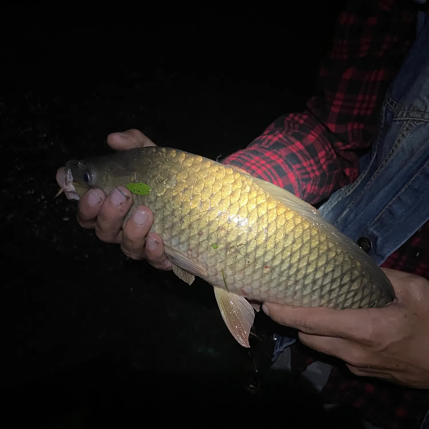 Common carp caught on Fishbrain