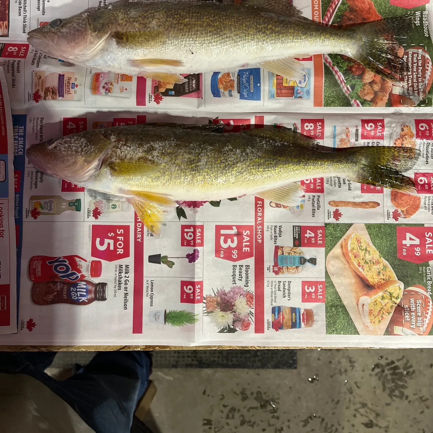 recently logged catches