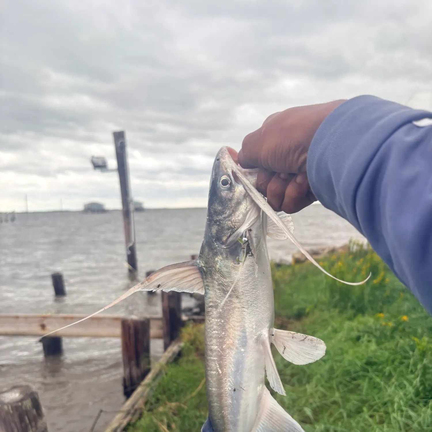 Fish caught on Fishbrain