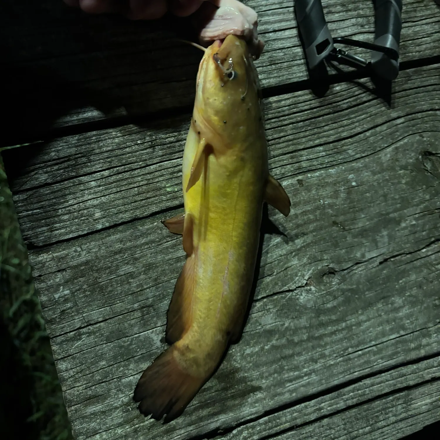 Yellow bullhead caught on Fishbrain