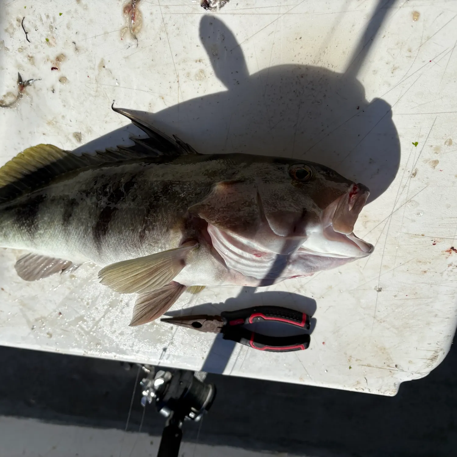 Barred sand bass caught on Fishbrain