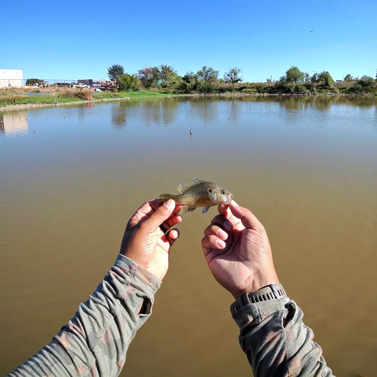 Green sunfish caught on Fishbrain