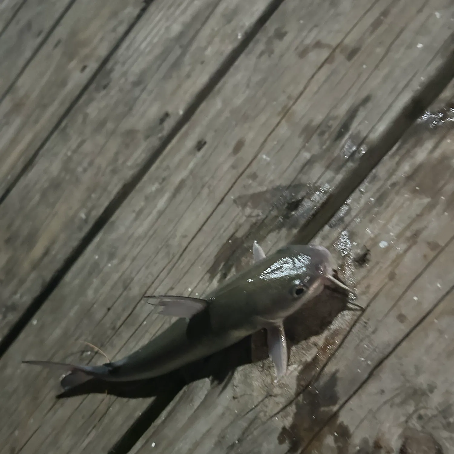most liked catch image