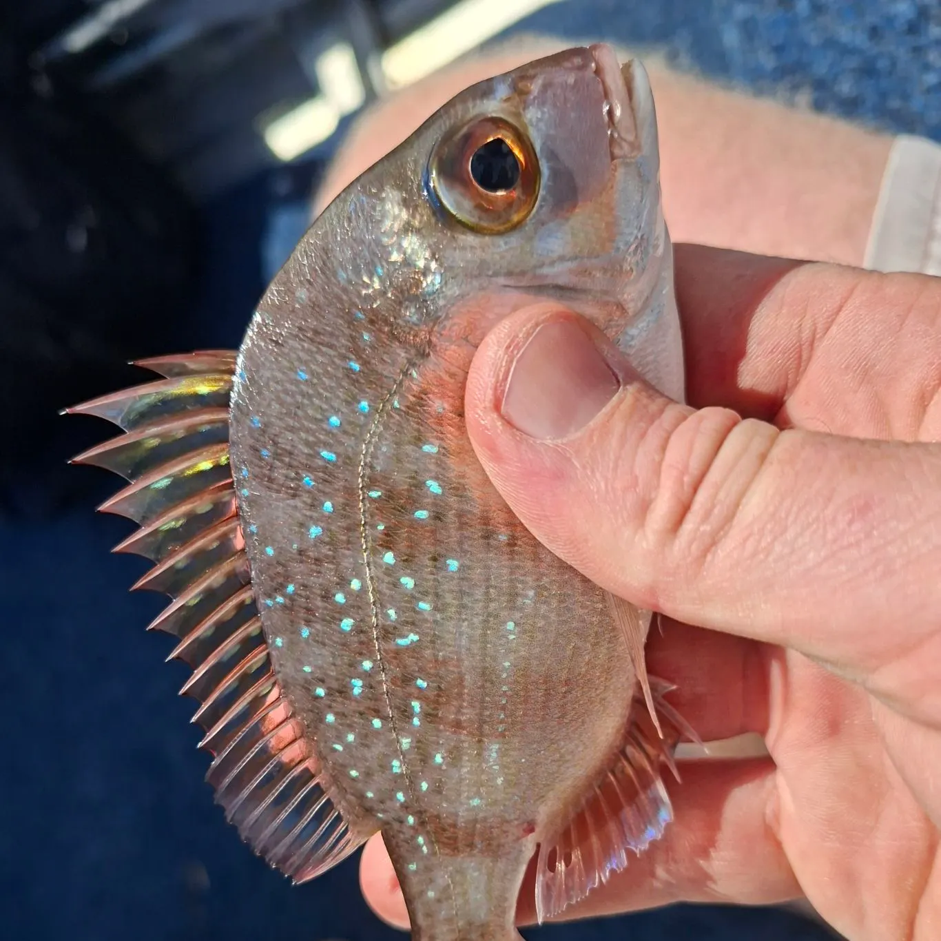 Australasian snapper caught on Fishbrain