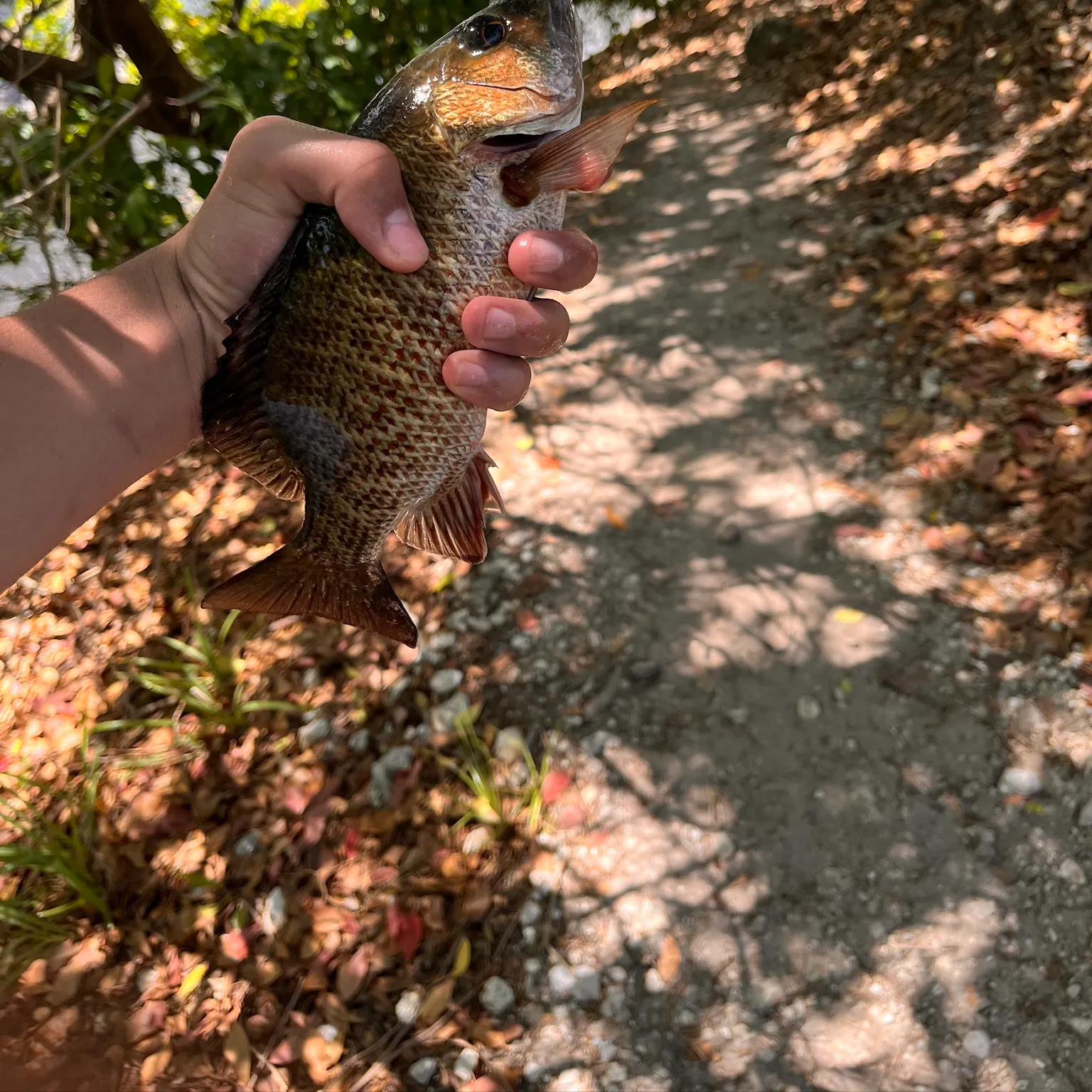 catch