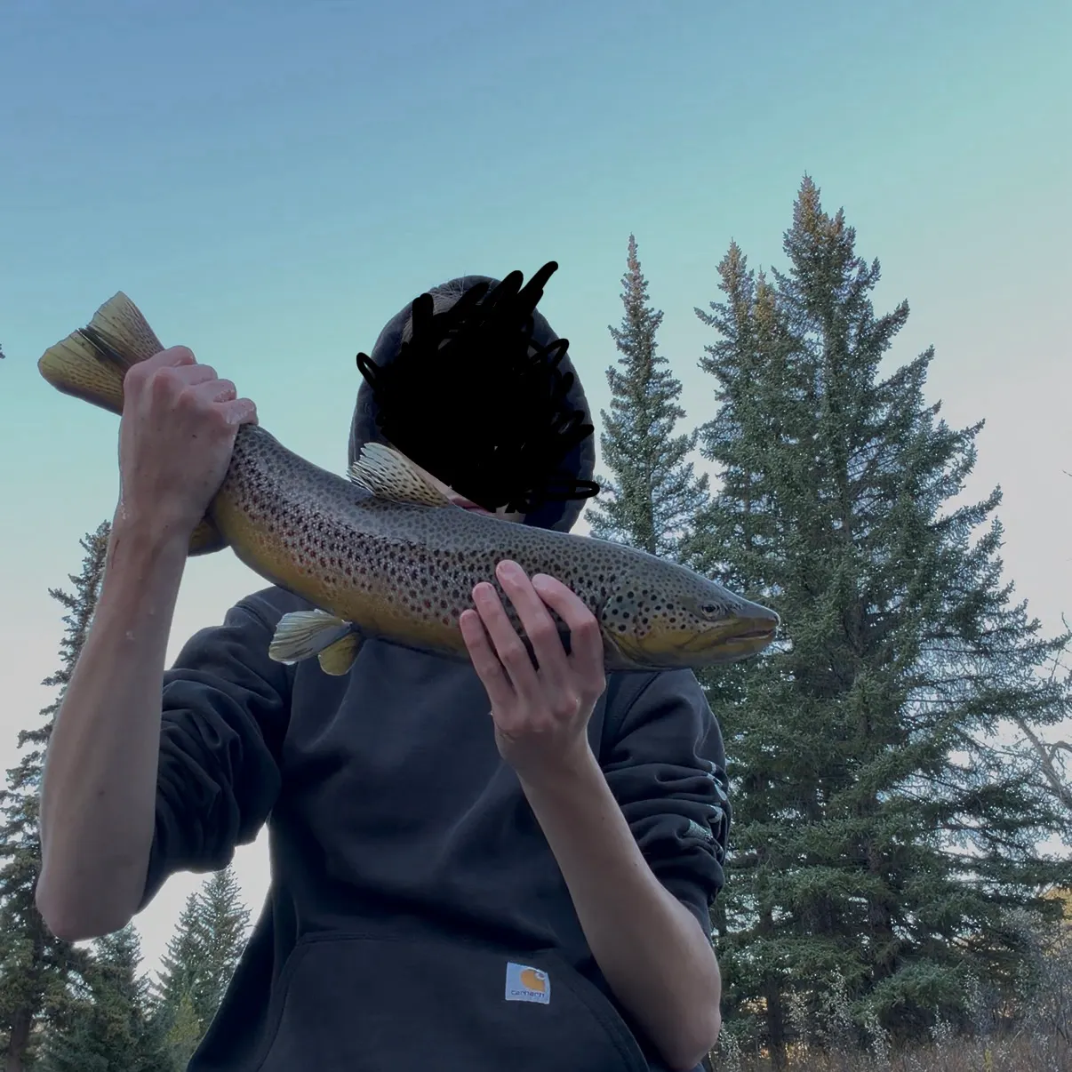 Brown trout caught on Fishbrain