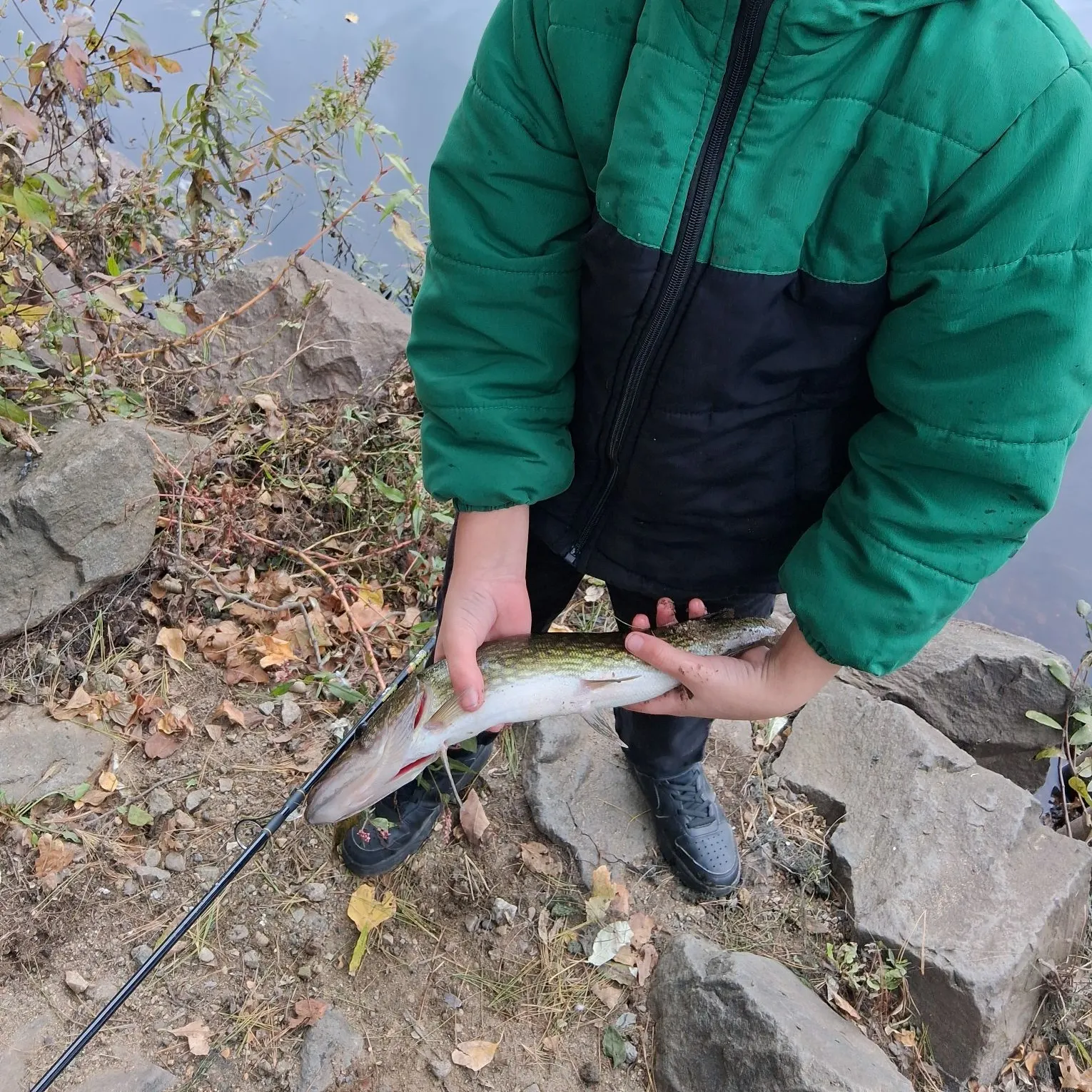 Chain pickerel caught on Fishbrain