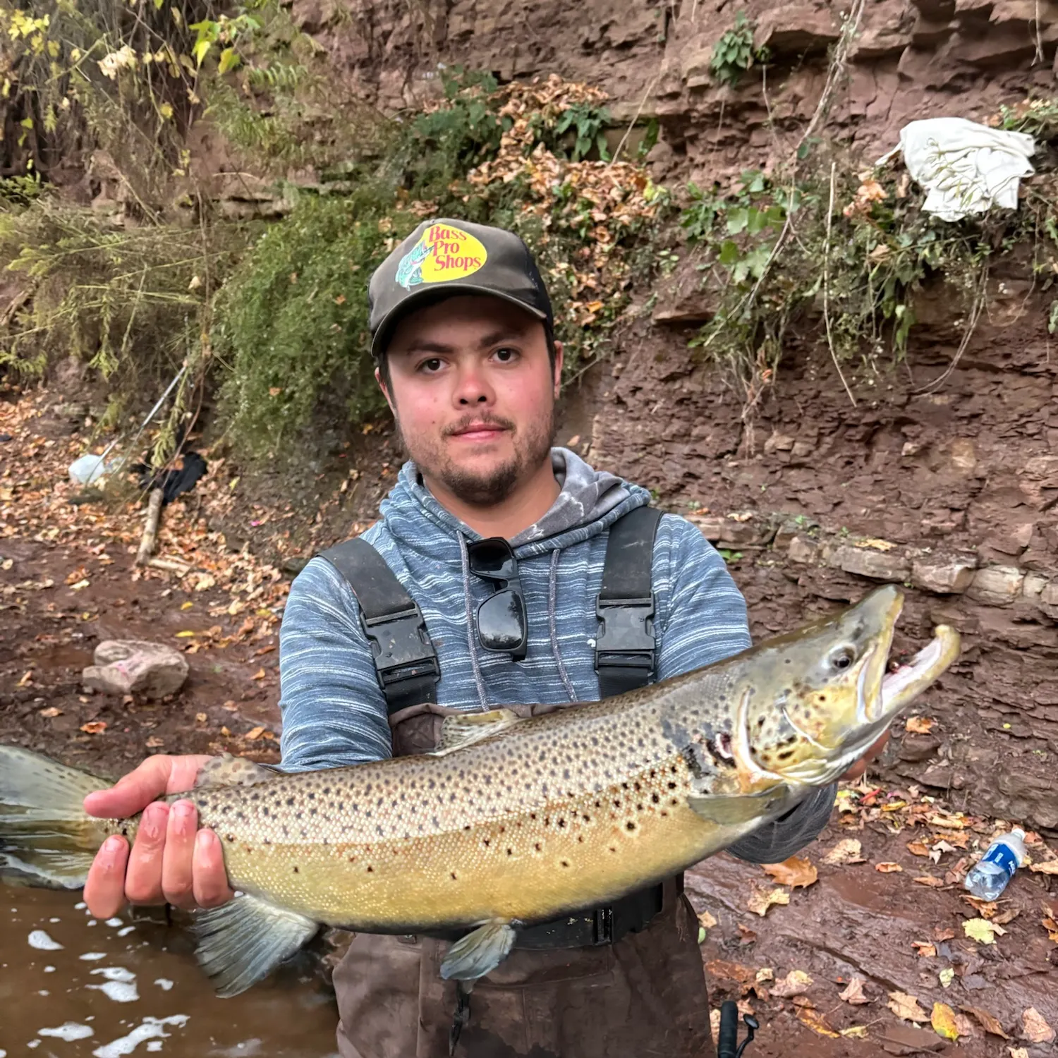 Brown trout caught on Fishbrain