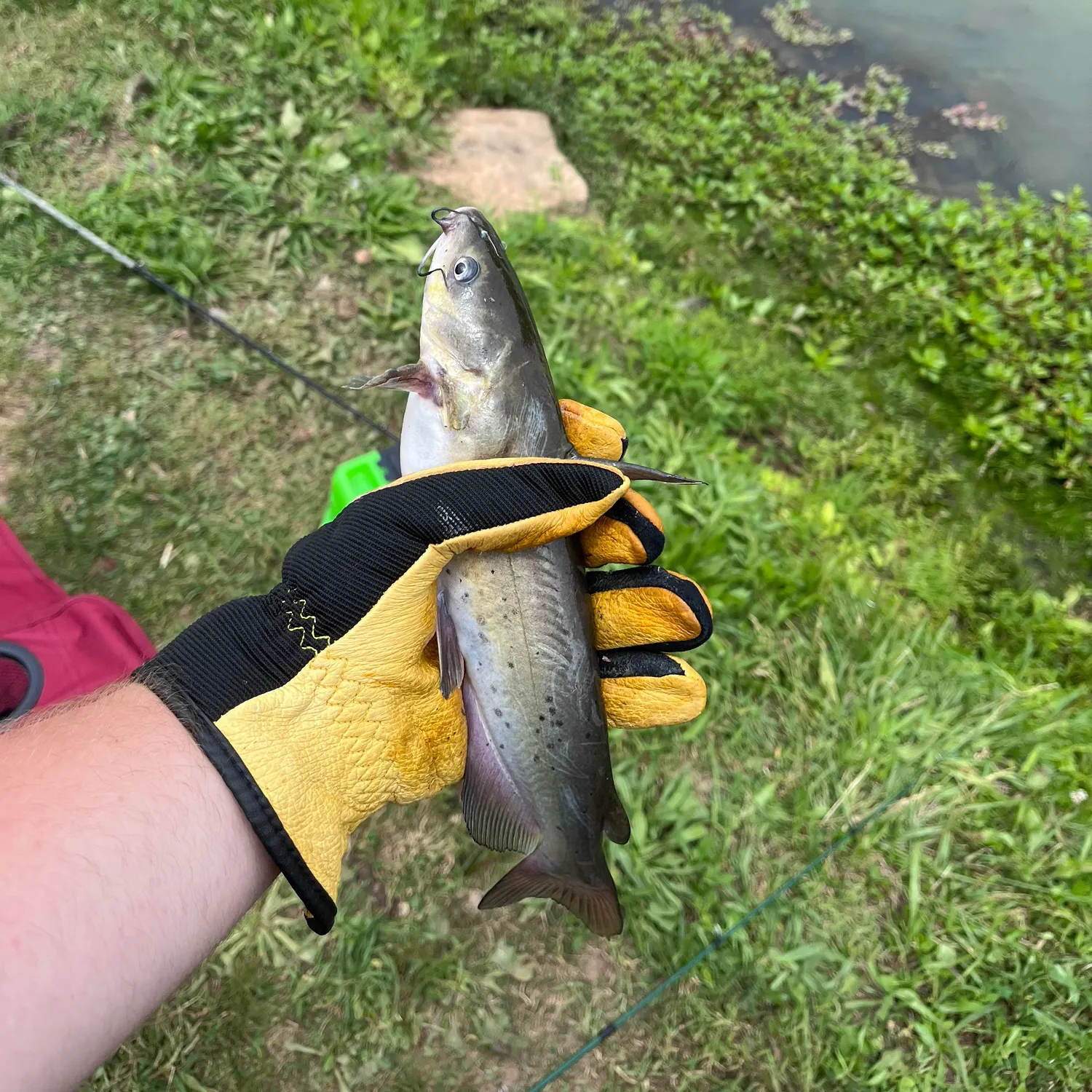 catch