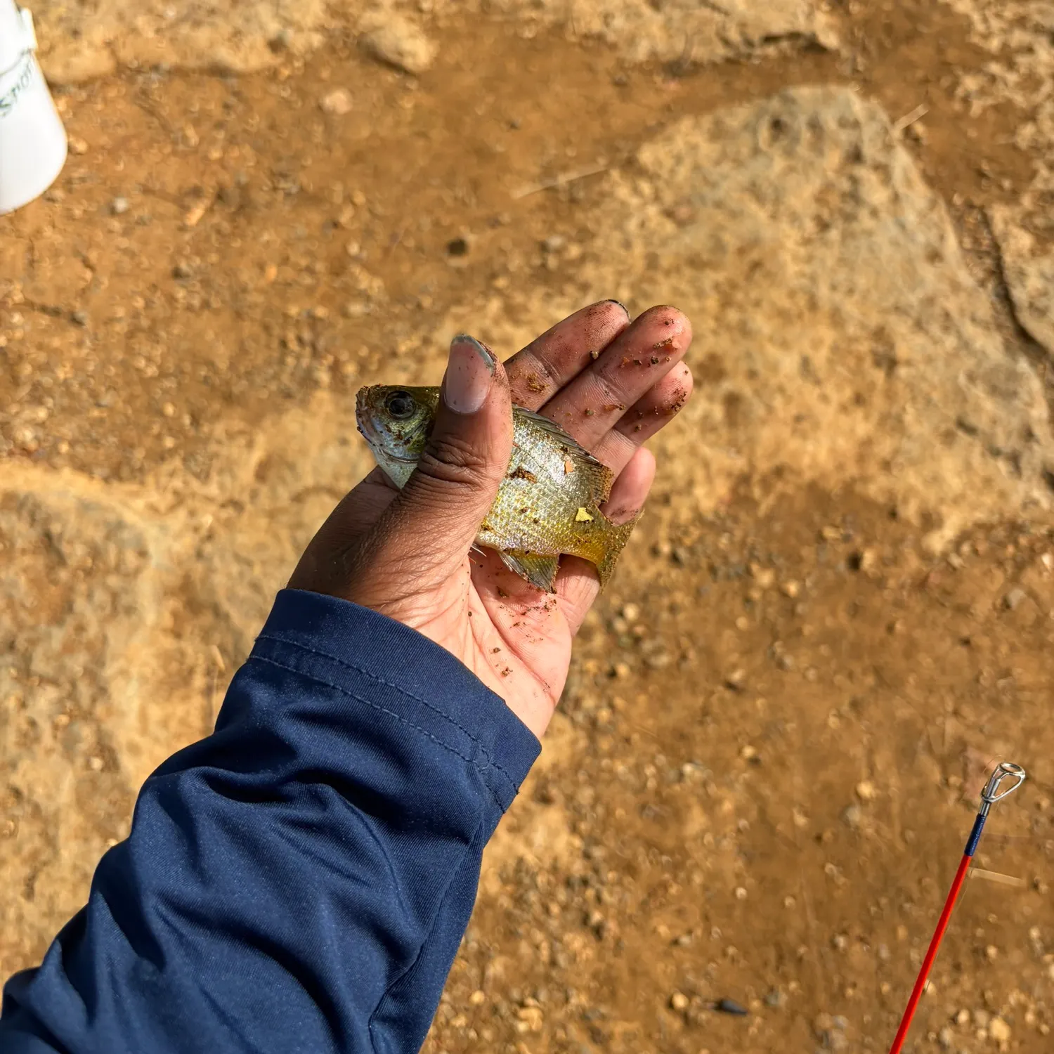 Bluegill caught on Fishbrain