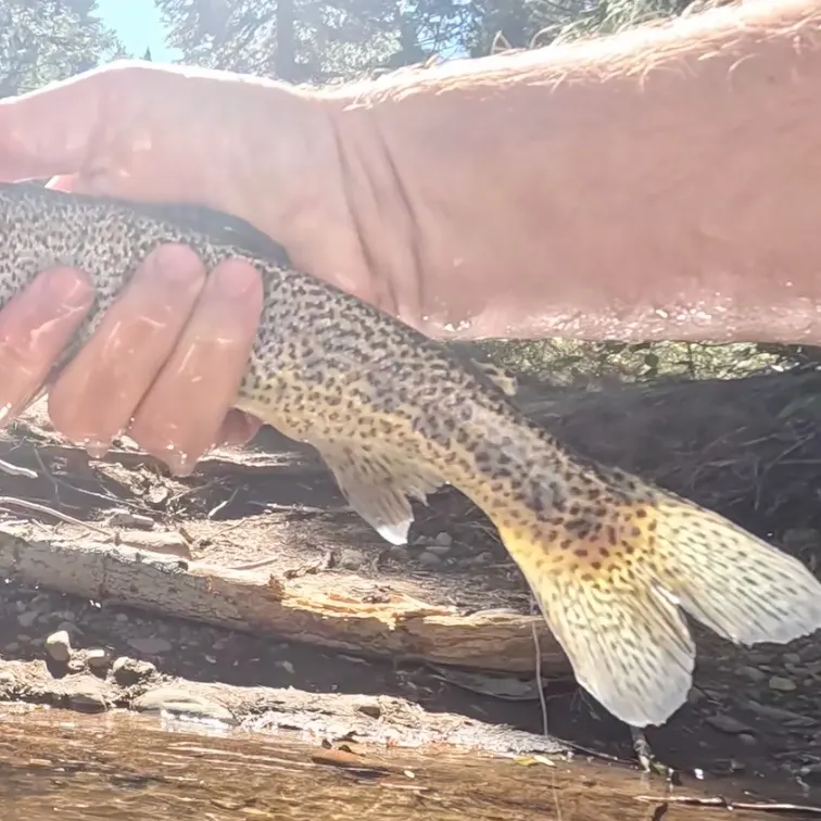 Rainbow trout caught on Fishbrain