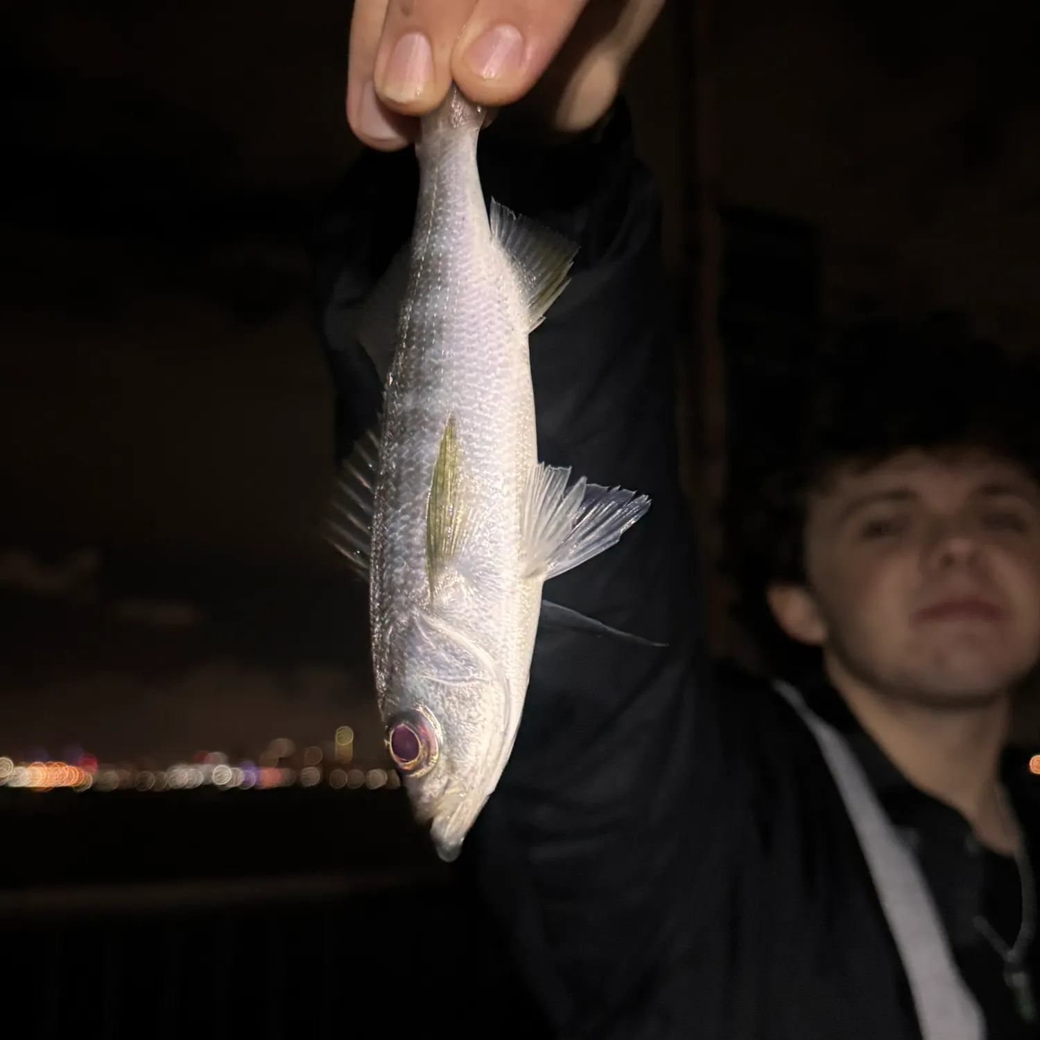 The most recent Californian salema catches on Fishbrain