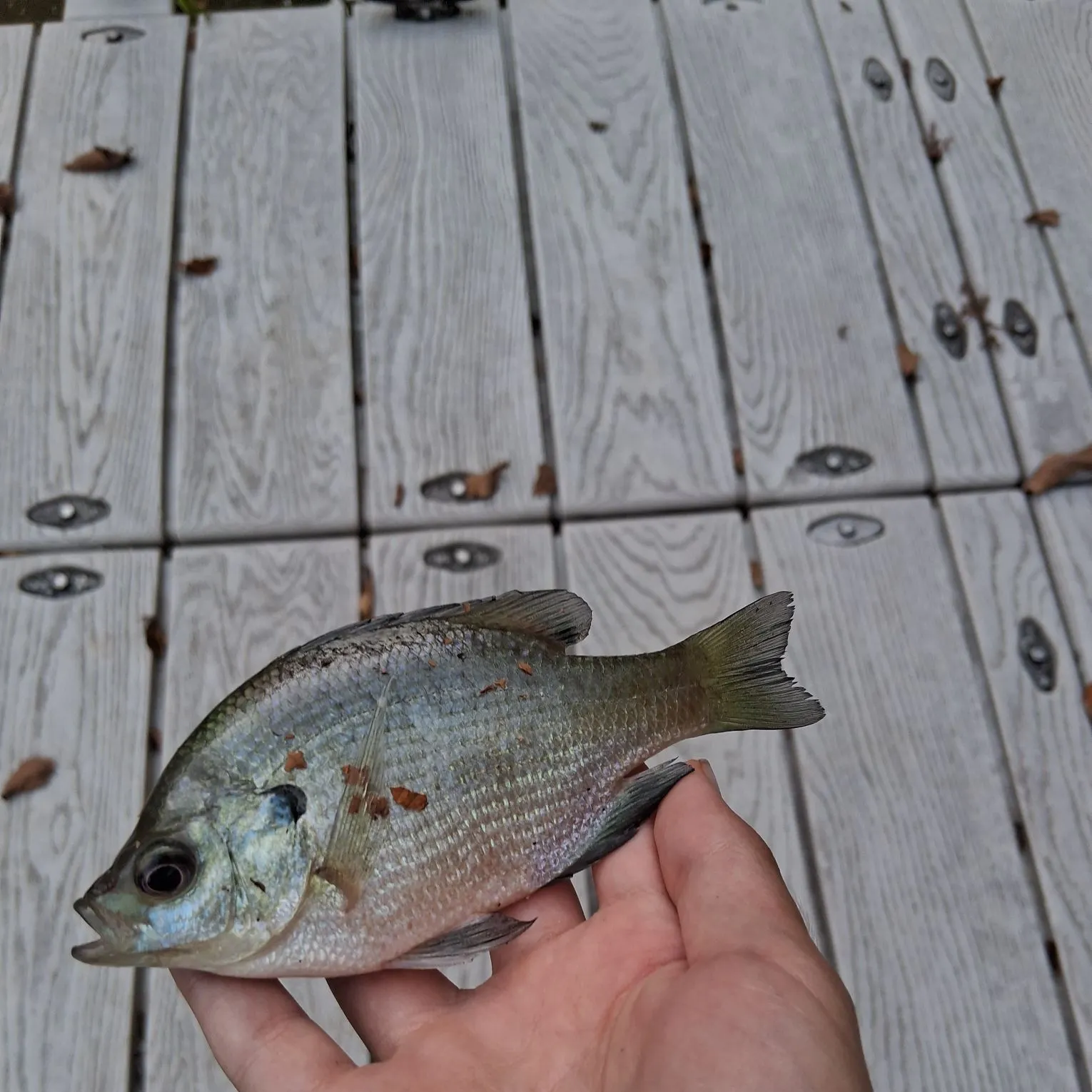 Bluegill caught on Fishbrain