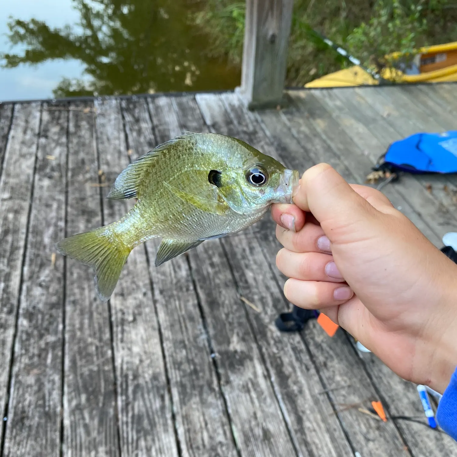 Bluegill caught on Fishbrain