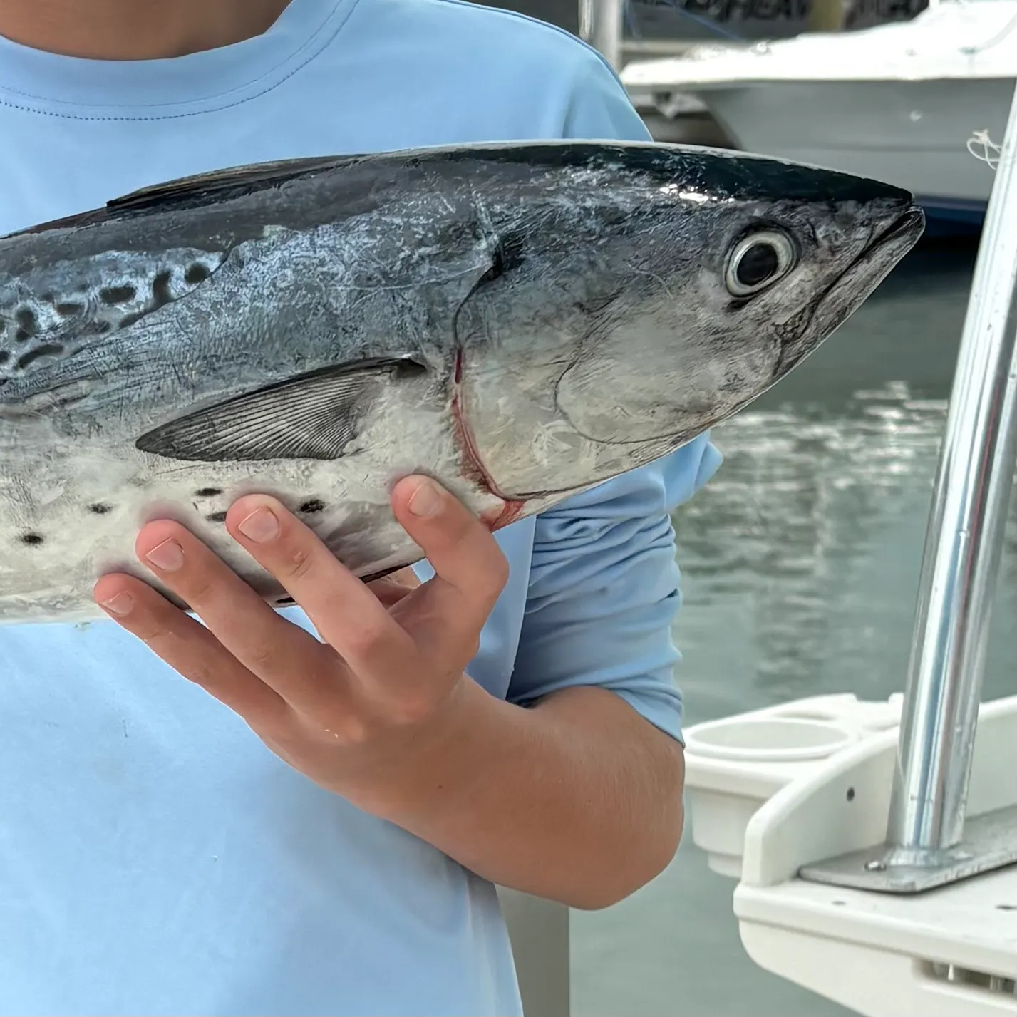 The most recent Little tunny catches on Fishbrain