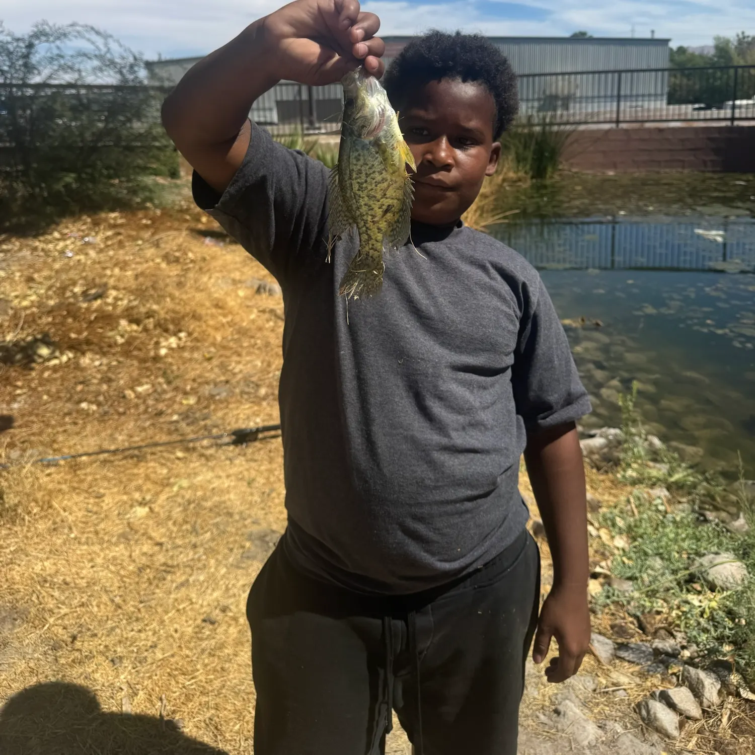 Black crappie caught on Fishbrain