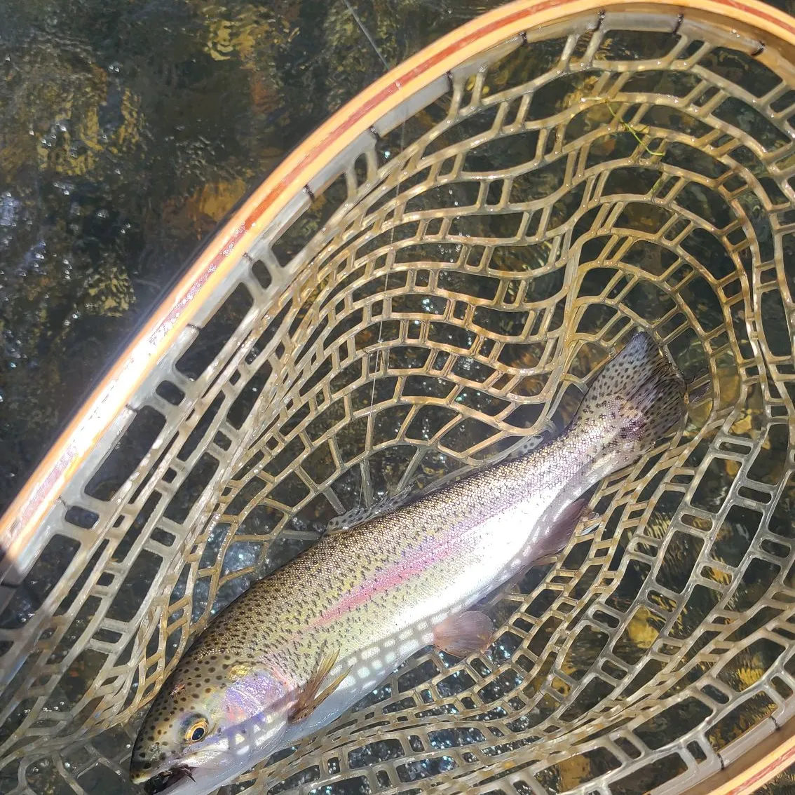 Rainbow trout caught on Fishbrain
