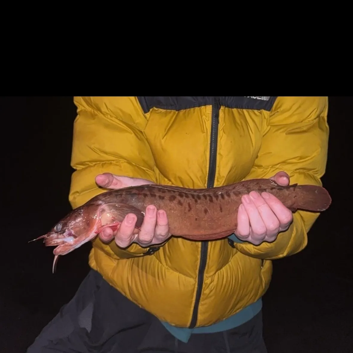 The most recent Three-bearded rockling catches on Fishbrain