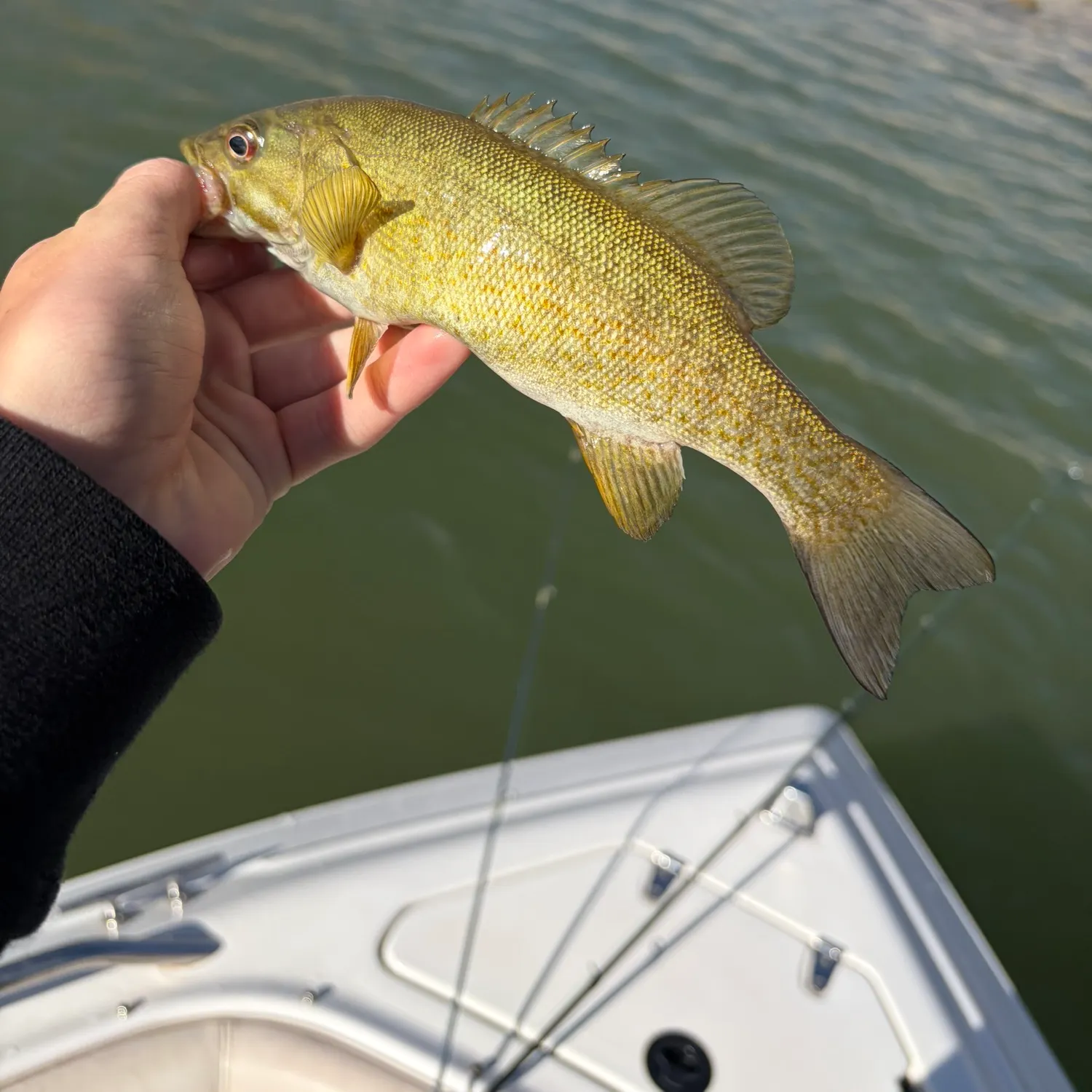 Smallmouth bass caught on Fishbrain