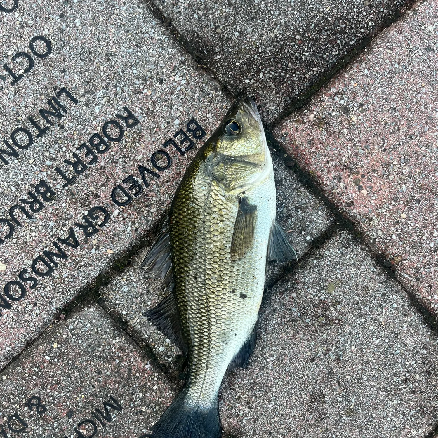Fish caught on Fishbrain