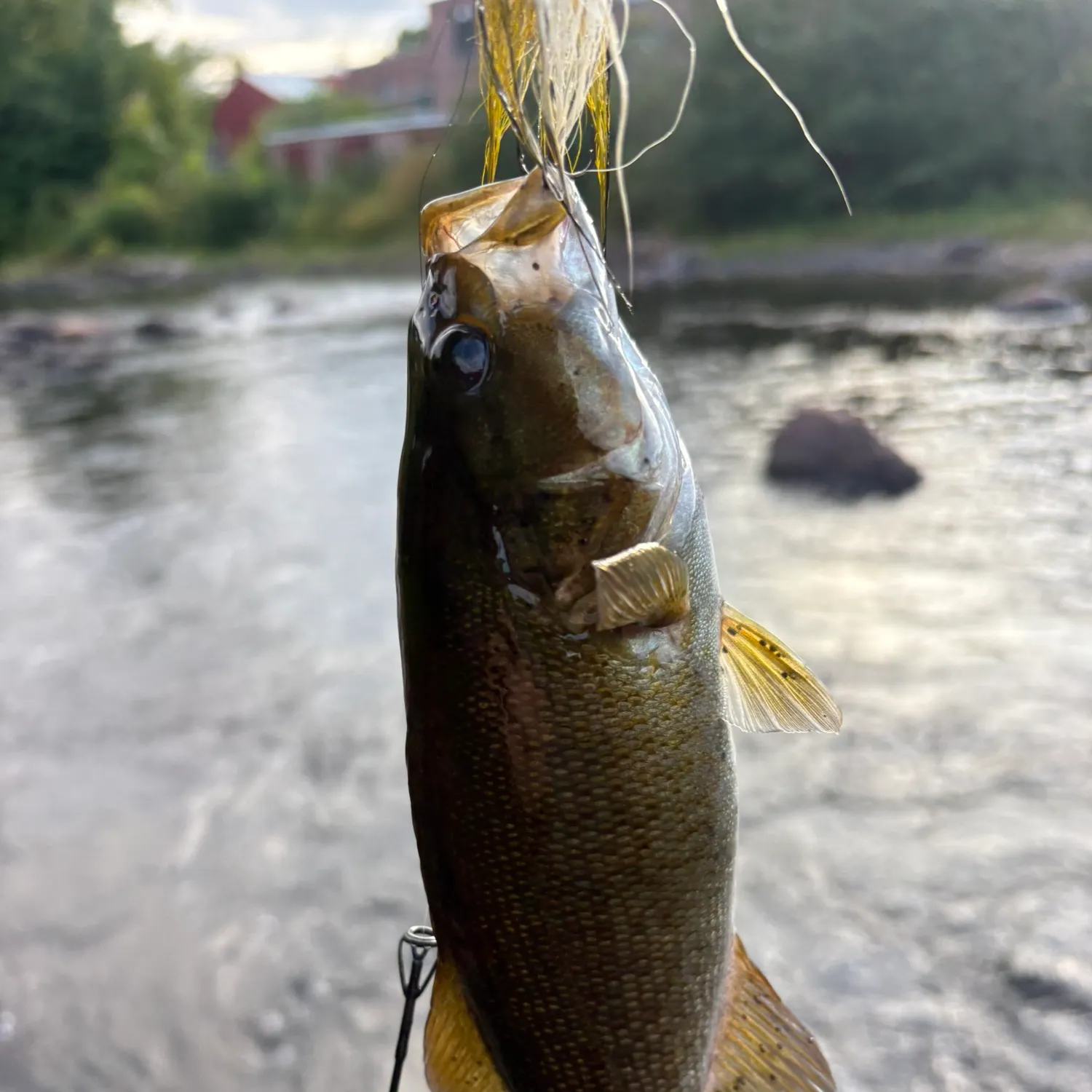 Smallmouth bass caught on Fishbrain
