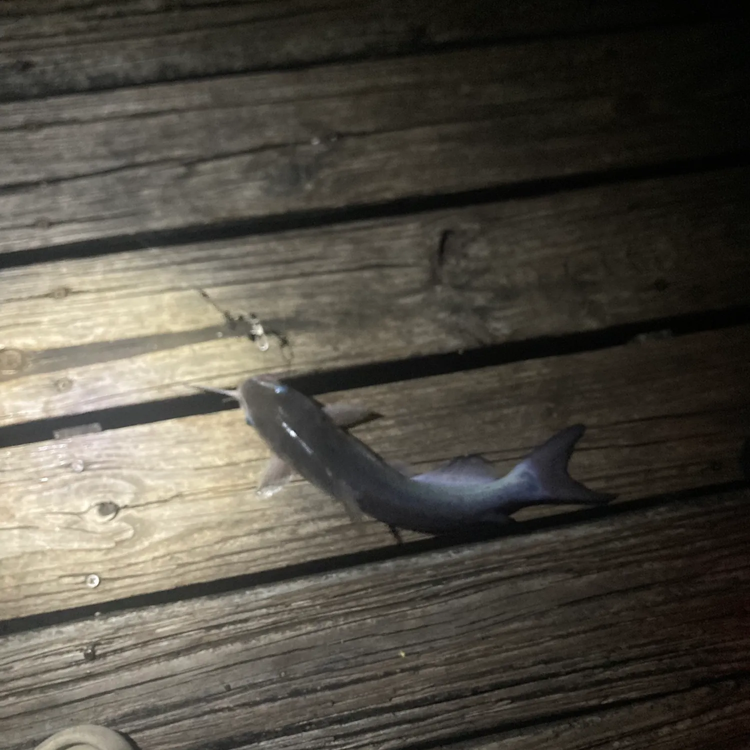 Channel catfish caught on Fishbrain