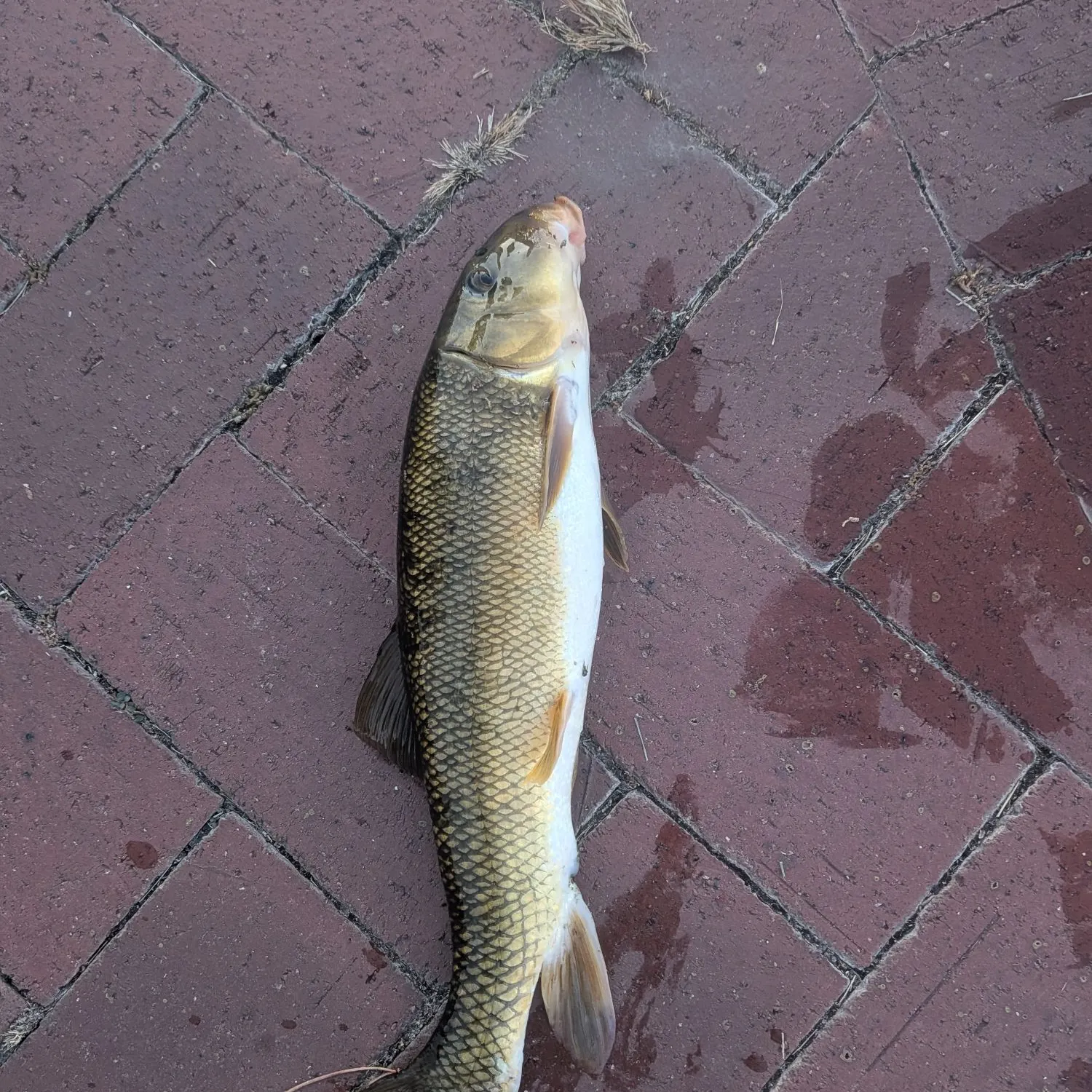 White sucker caught on Fishbrain